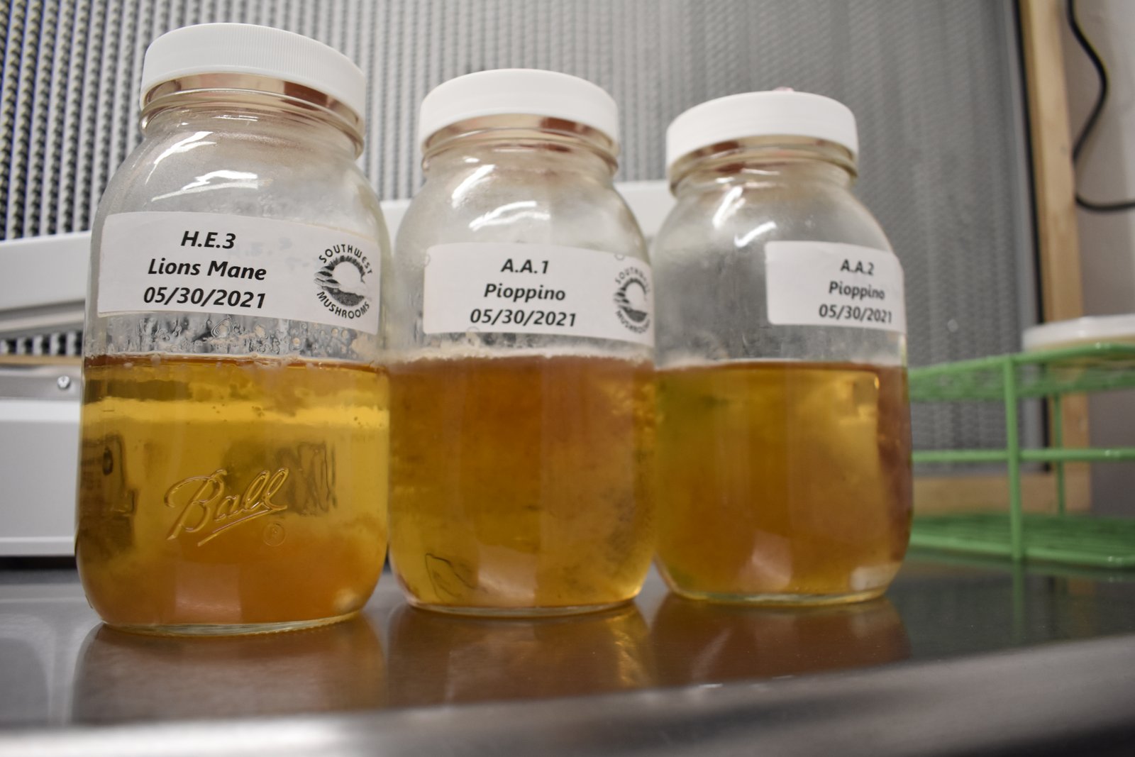 Liquid Culture vs Grain Spawn: How to Choose the Right Starting Point