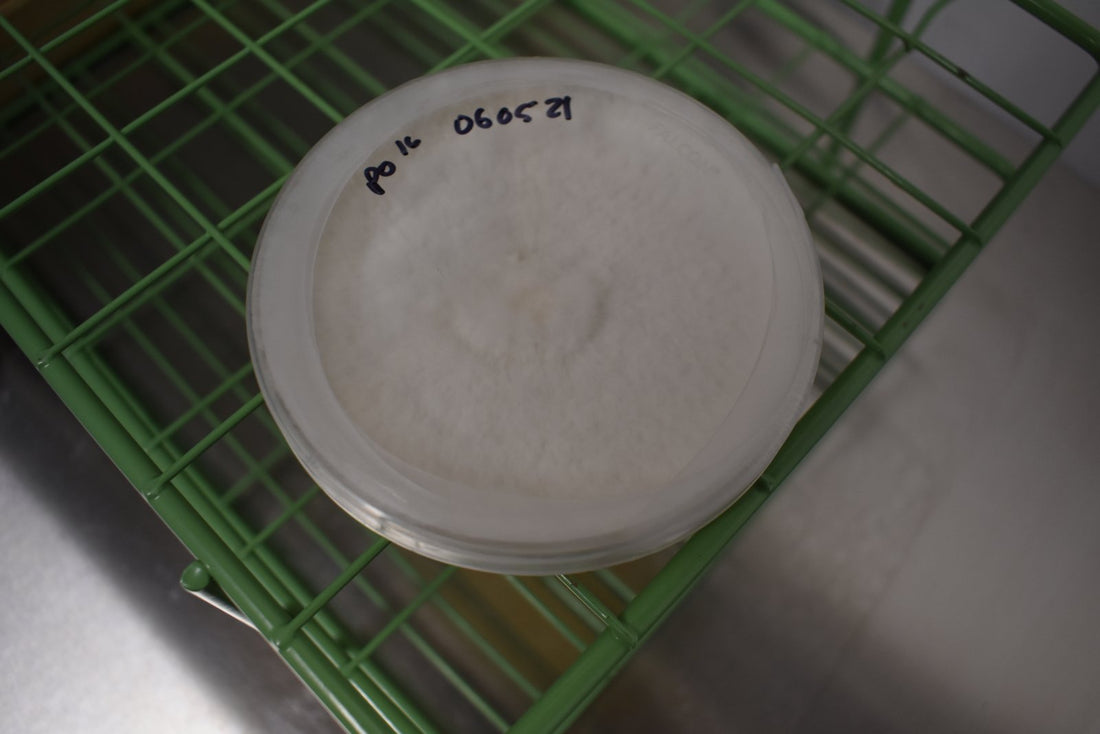 Start Clean: A Practical Sterile Workflow for New Mushroom Growers