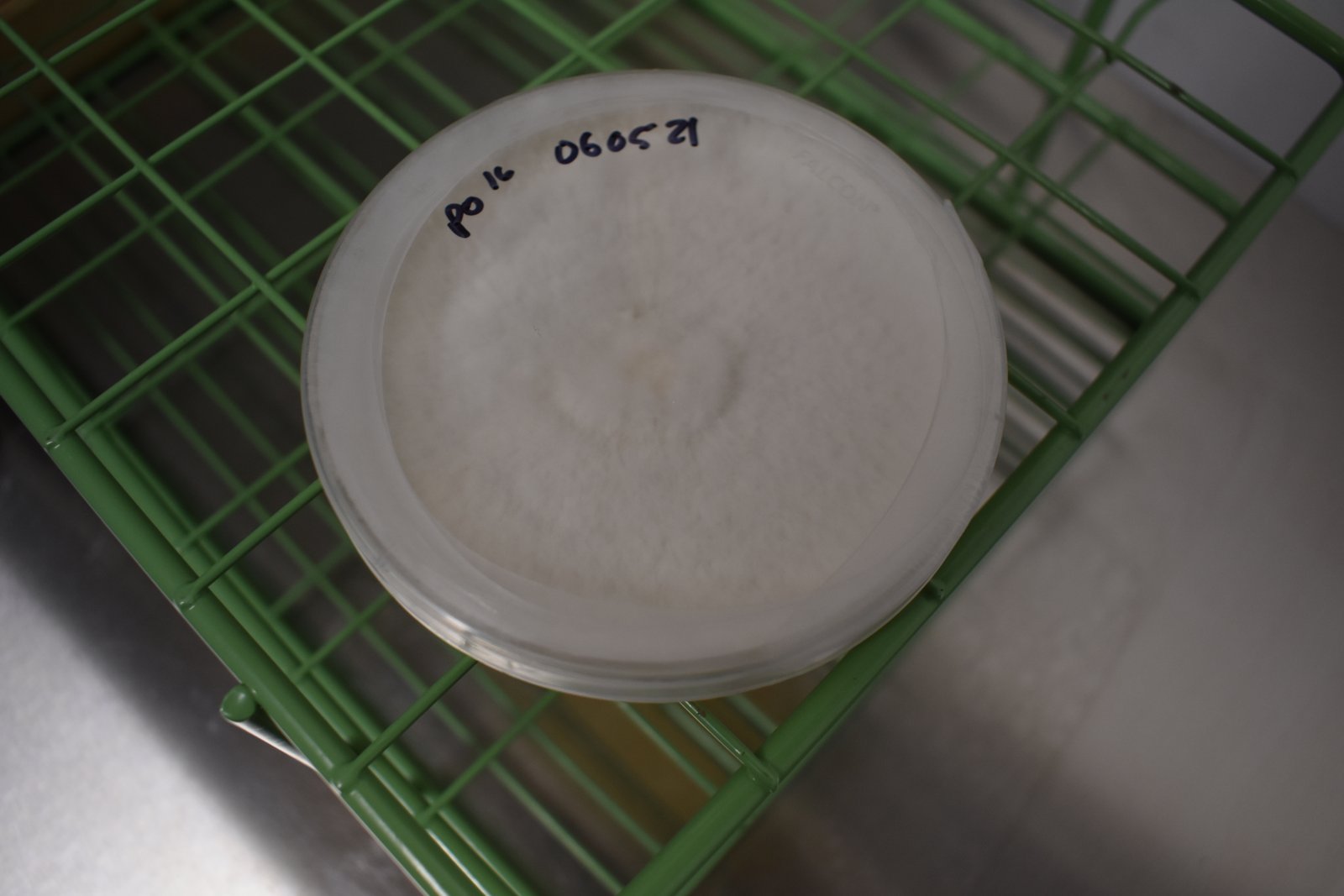 Start Clean: A Practical Sterile Workflow for New Mushroom Growers