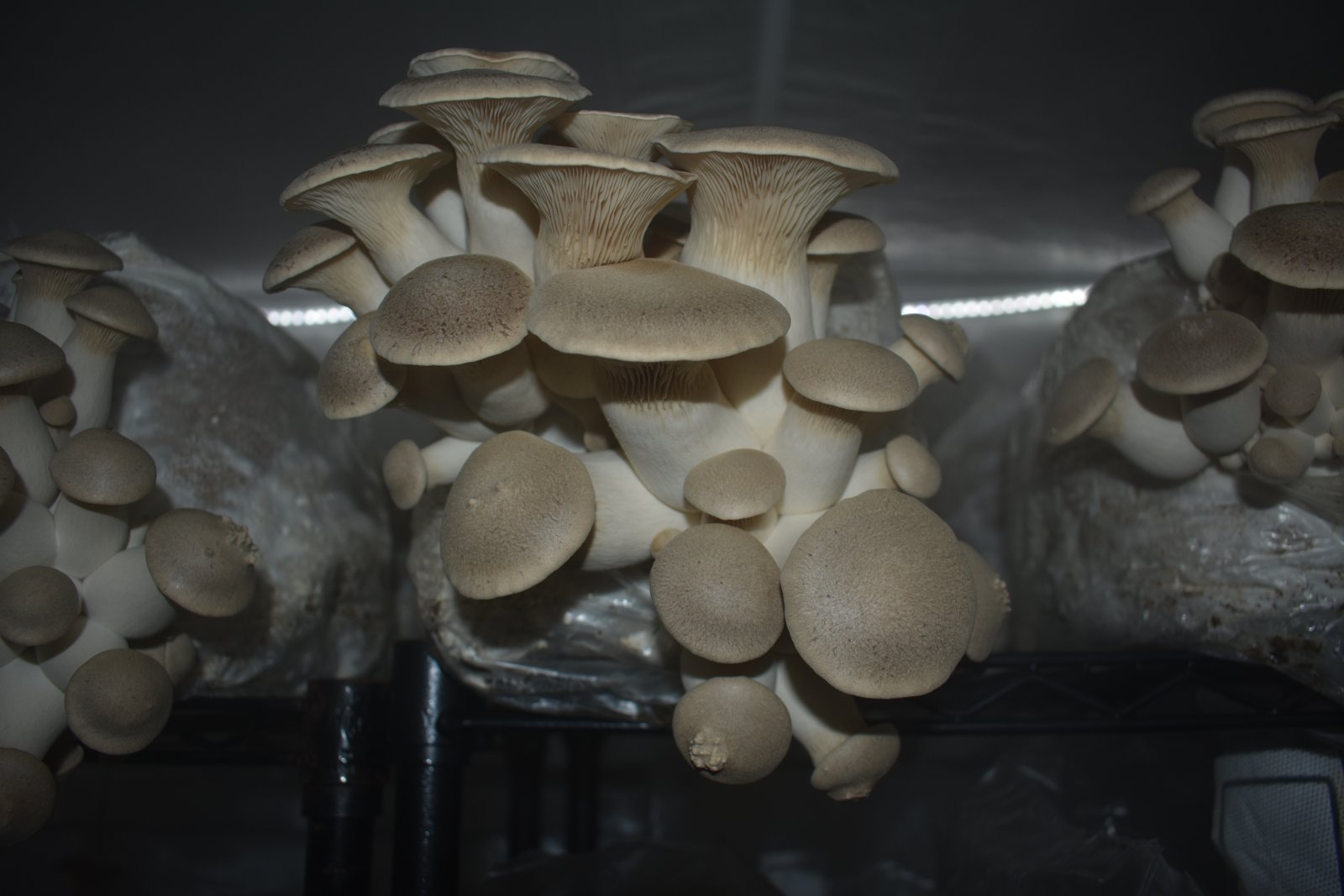 7-Day Oyster Mushroom Quickstart: A Repeatable First Harvest Plan