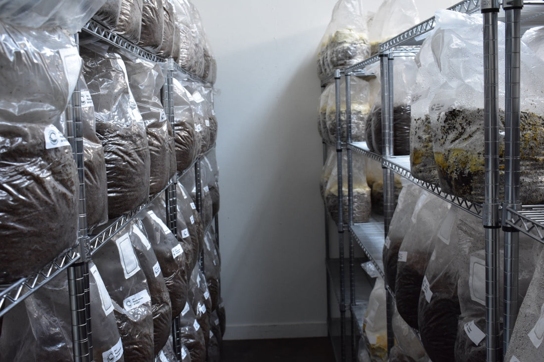 Grow Kit vs Spawn Bag: ROI for New Growers