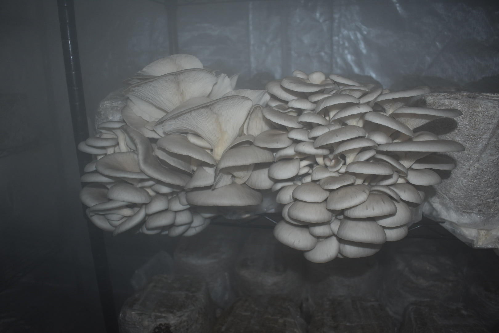 Blue Oyster California Mycelium Liquid Culture 10ml