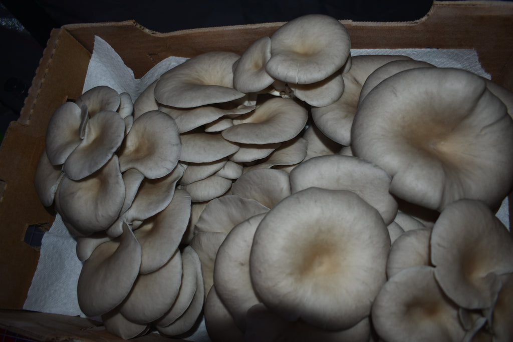 Blue Oyster California Mycelium Liquid Culture 10ml