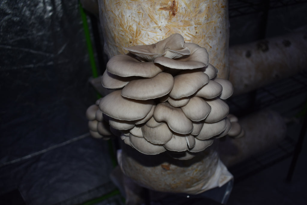 Blue Oyster California Mycelium Liquid Culture 10ml