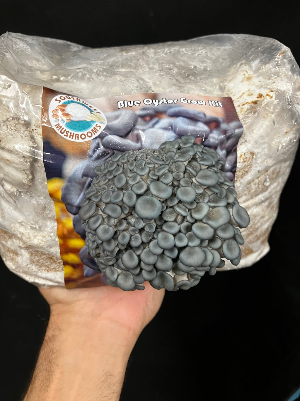 Blue Oyster Mushroom Grow Kit