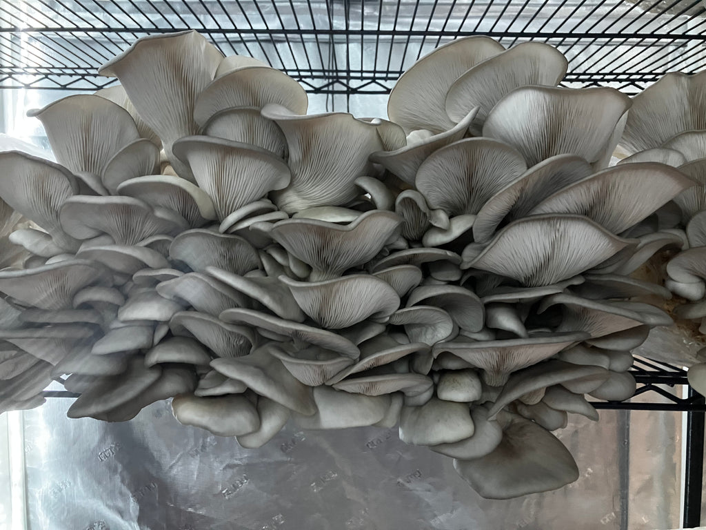 Blue Oyster Mushroom Grow Kit