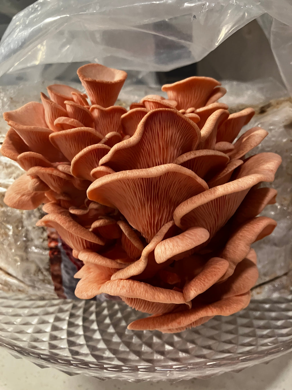 Pink Oyster Mushroom Grow Kit