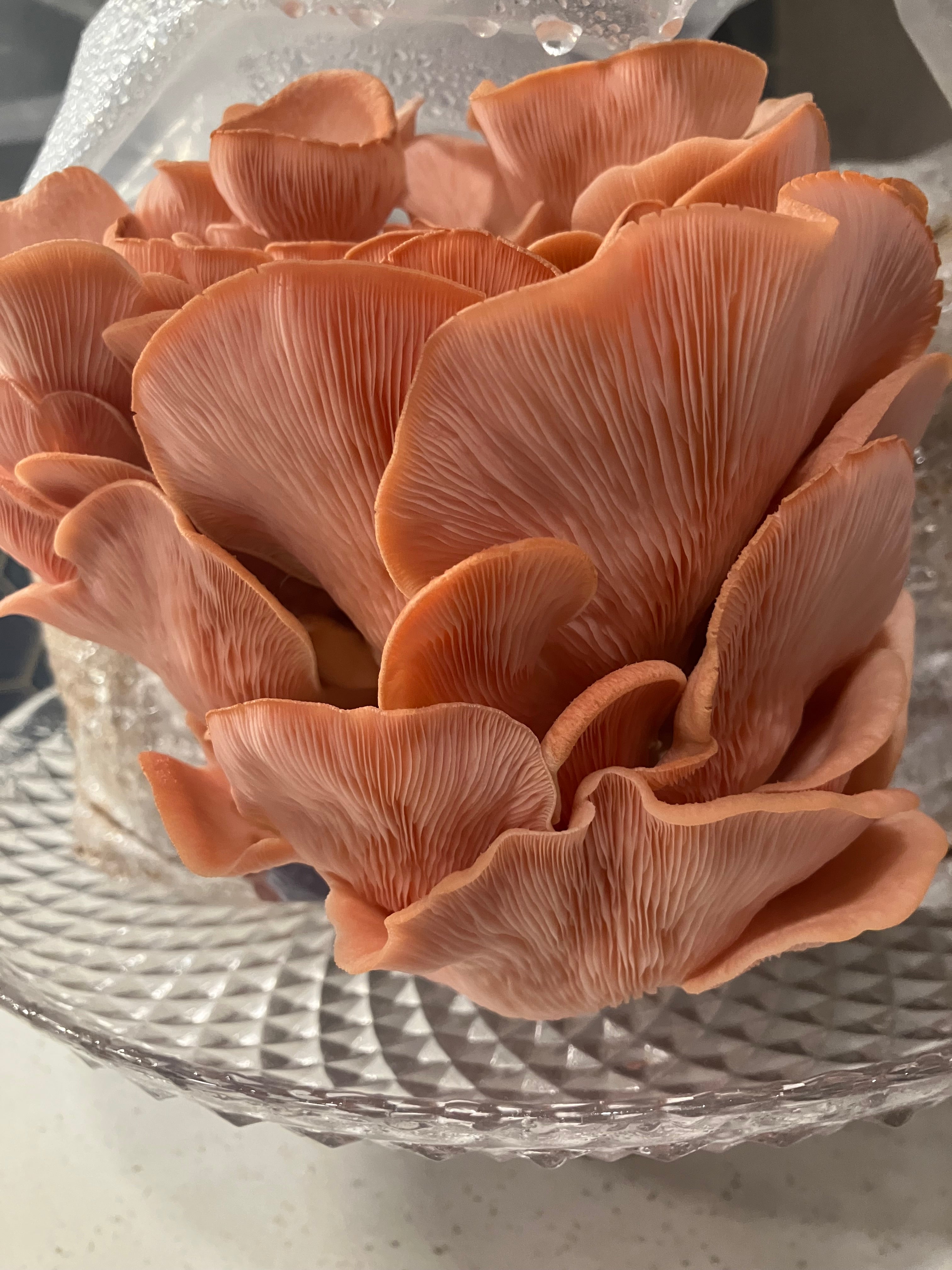 Pink Oyster Mushroom Grow Kit