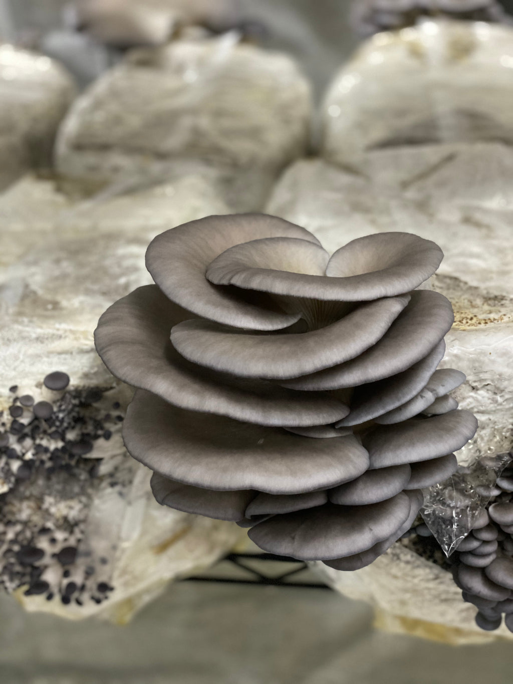 Blue Oyster California Mycelium Liquid Culture 10ml