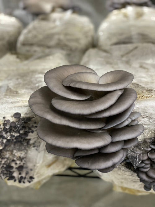 Blue Oyster California Mycelium Liquid Culture 10ml