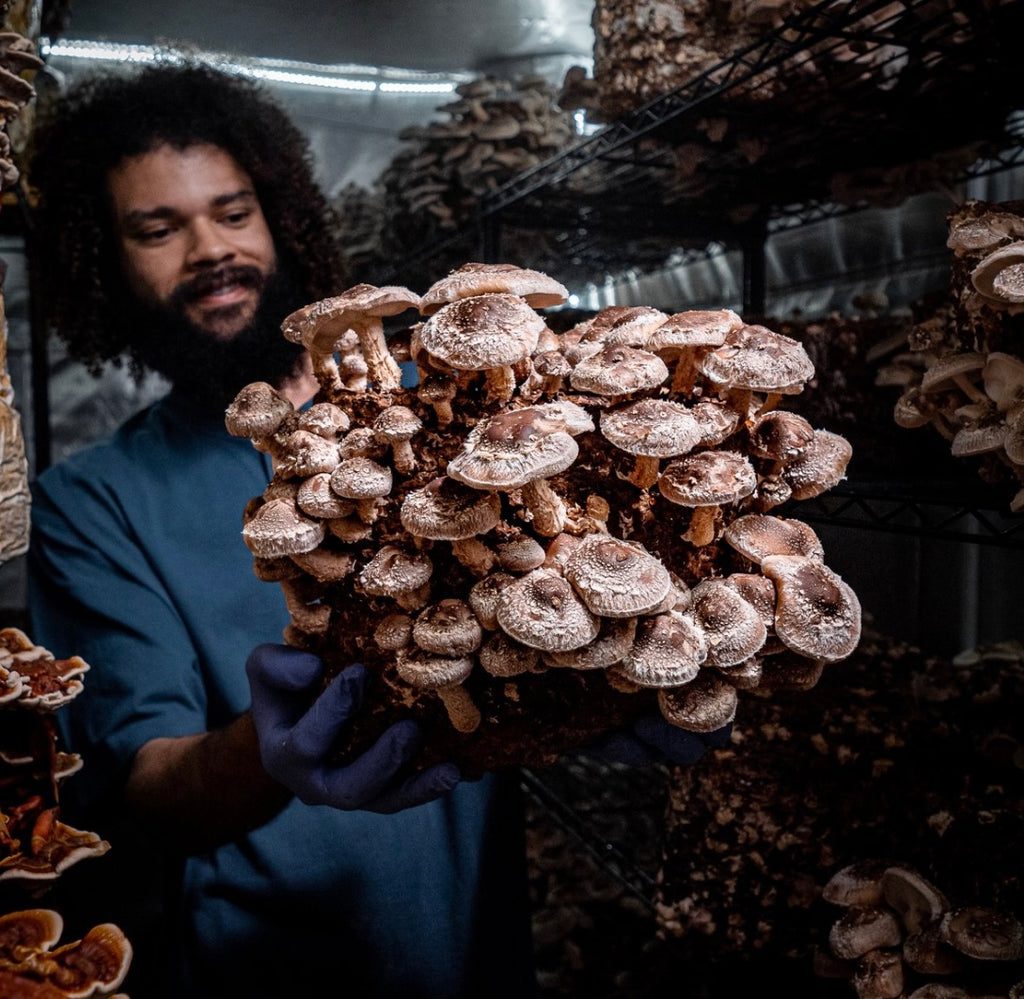 Shiitake Mushroom Grow Kit