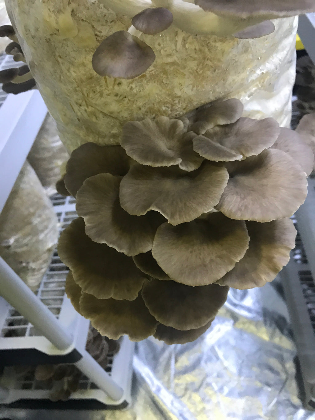 Italian Oyster Mycelium Grain Spawn
