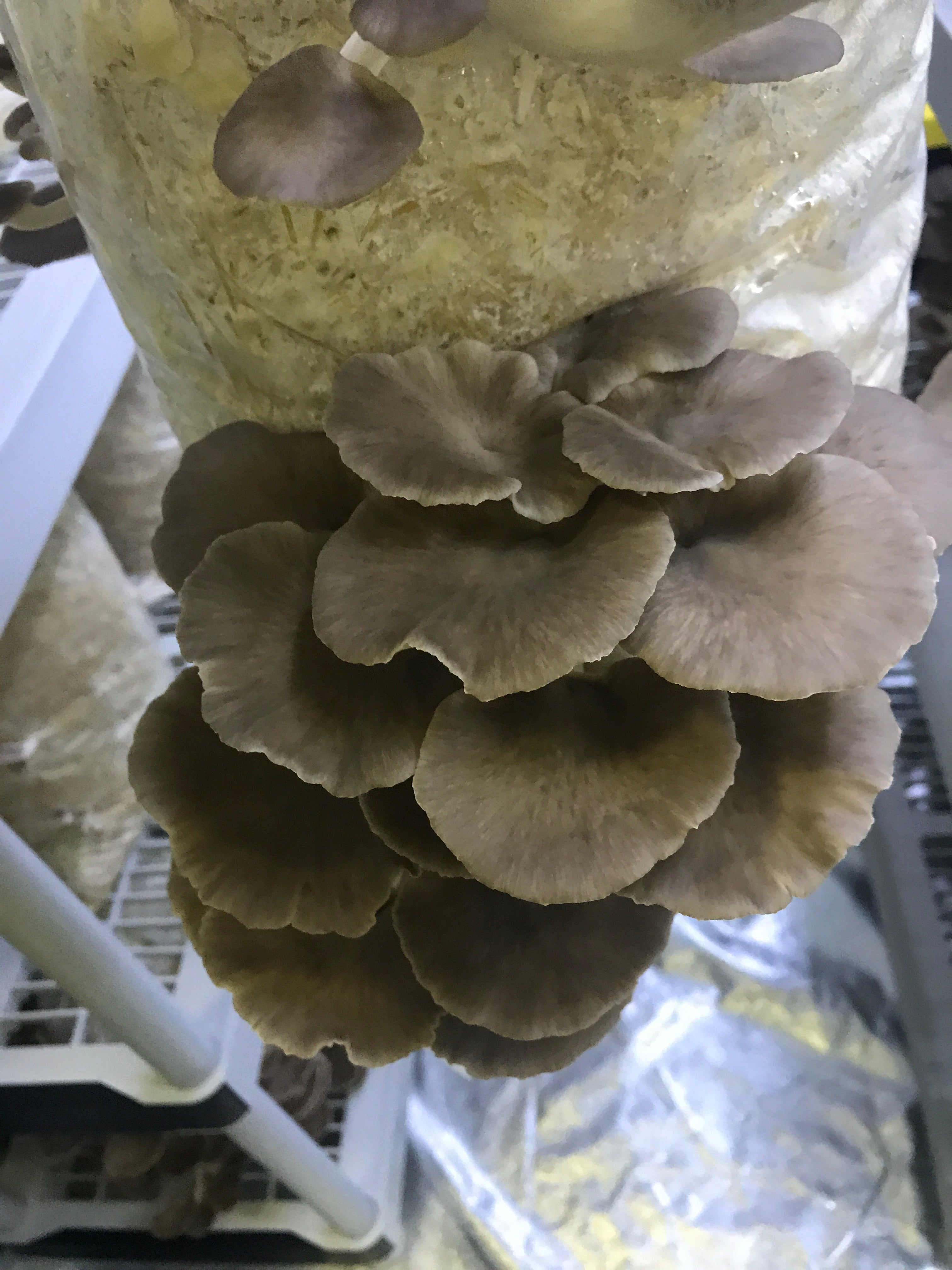 Italian Oyster Mycelium Grain Spawn