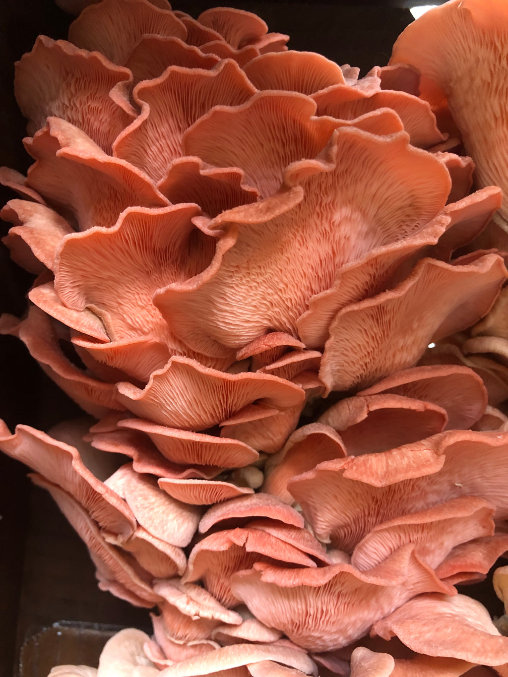Pink Oyster Mushroom Grow Kit
