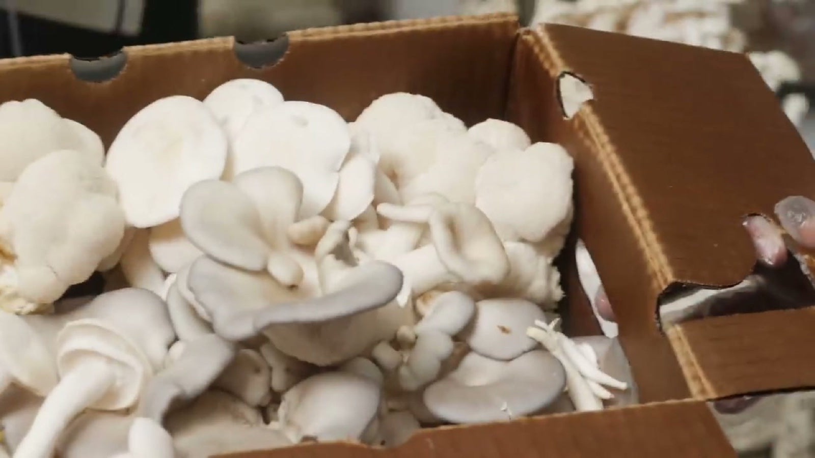 Five Defenders Immune Blend