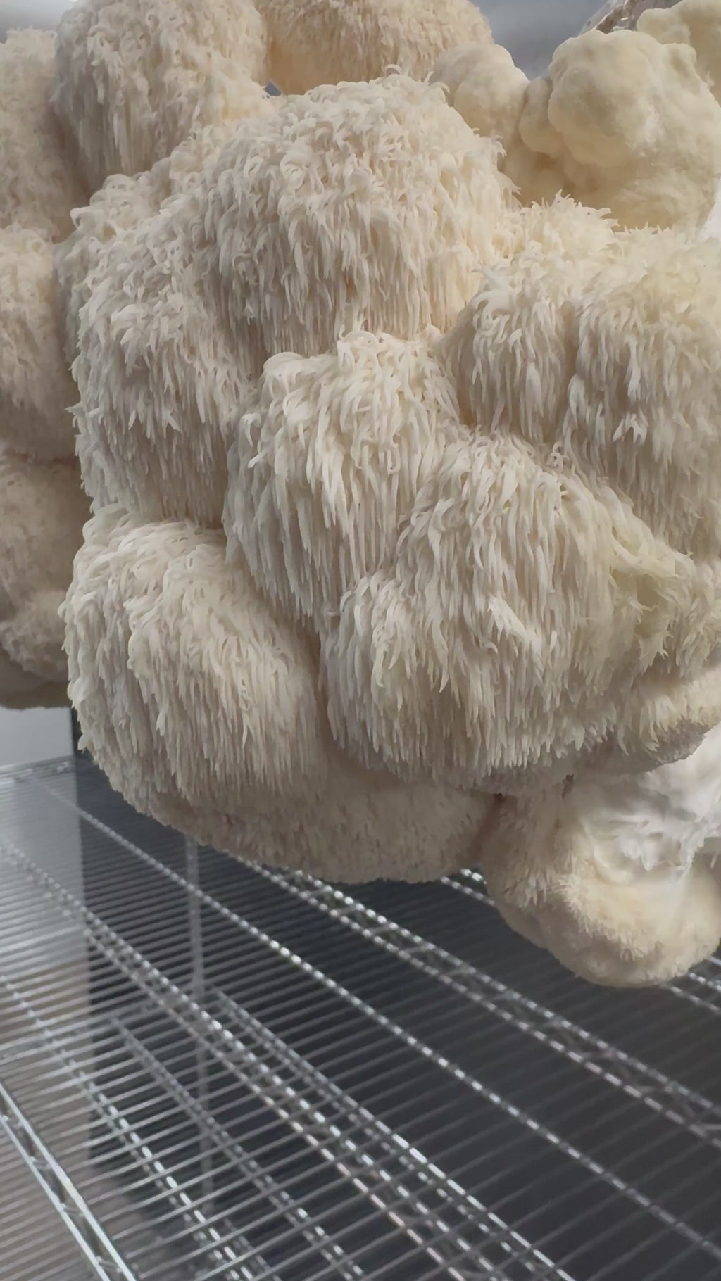 Lion's Mane Mycelium Grain Spawn product photo by Southwest Mushrooms