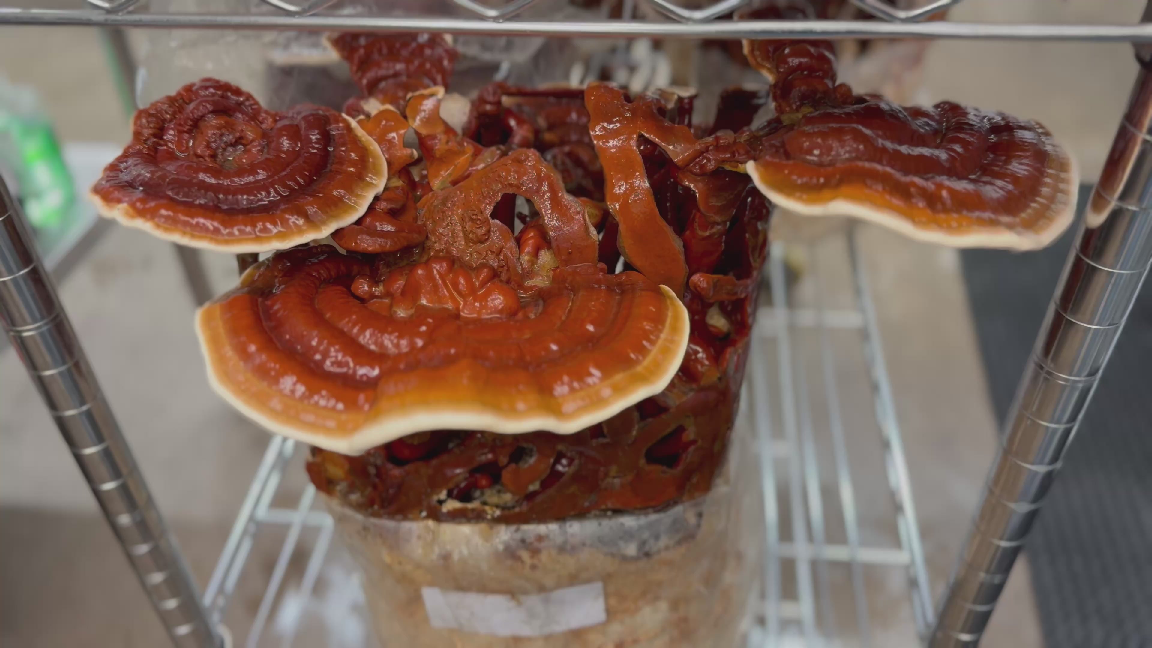 Reishi Ganoderma Lucidum Mycelium Liquid Culture 10ml