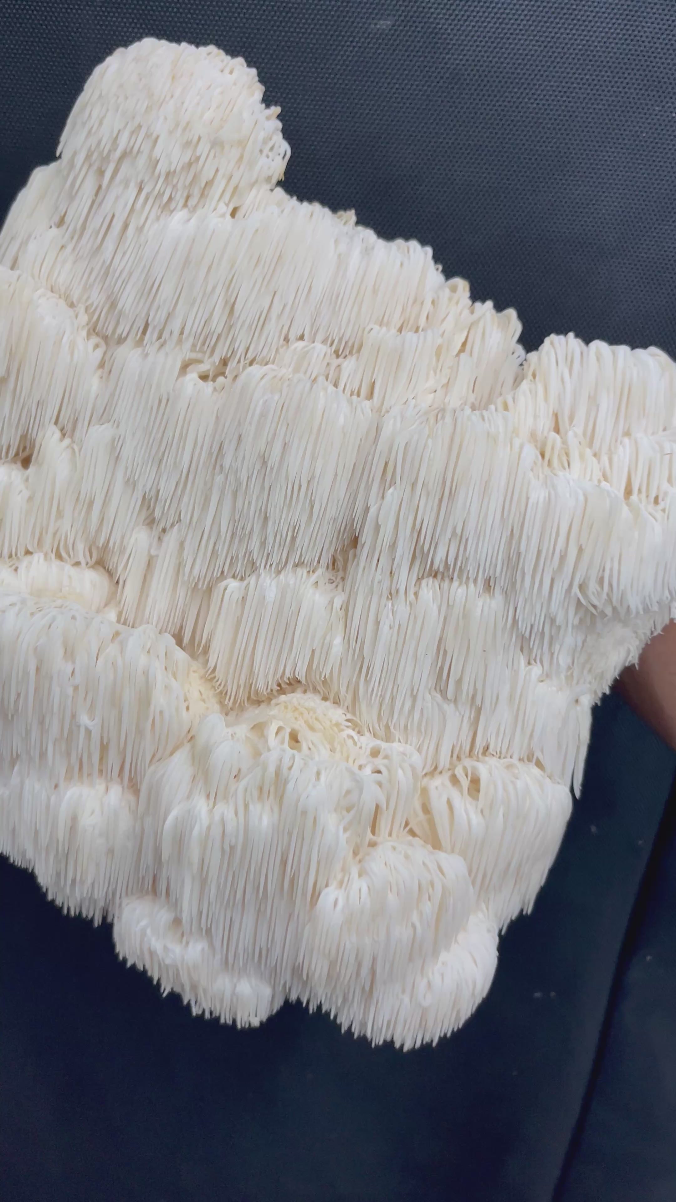 Lion's Mane Mushroom Grow Kit