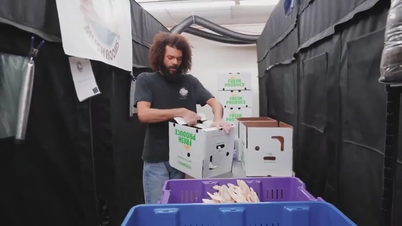 Lion's Mane Premium Liquid Culture