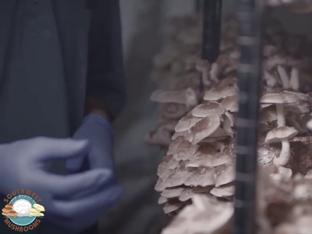 Shiitake Mushroom Grow Kit