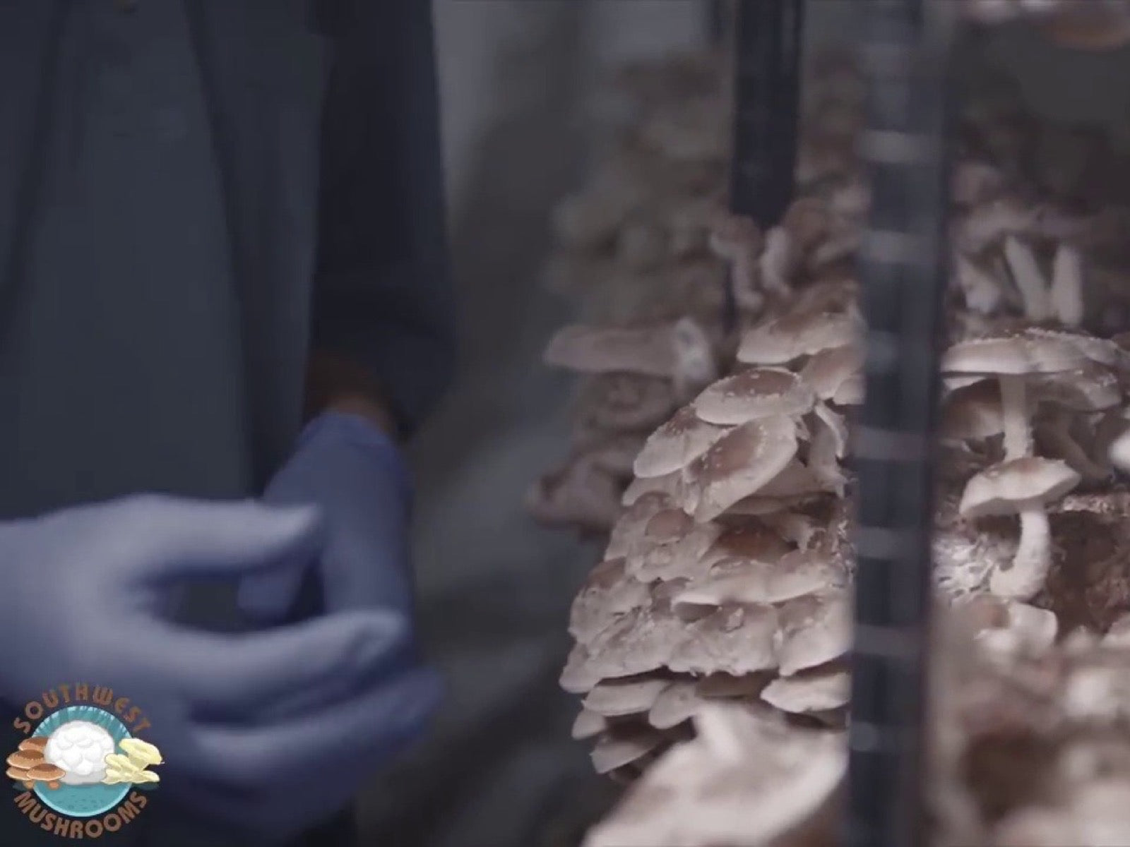 Shiitake Mushroom Grow Kit